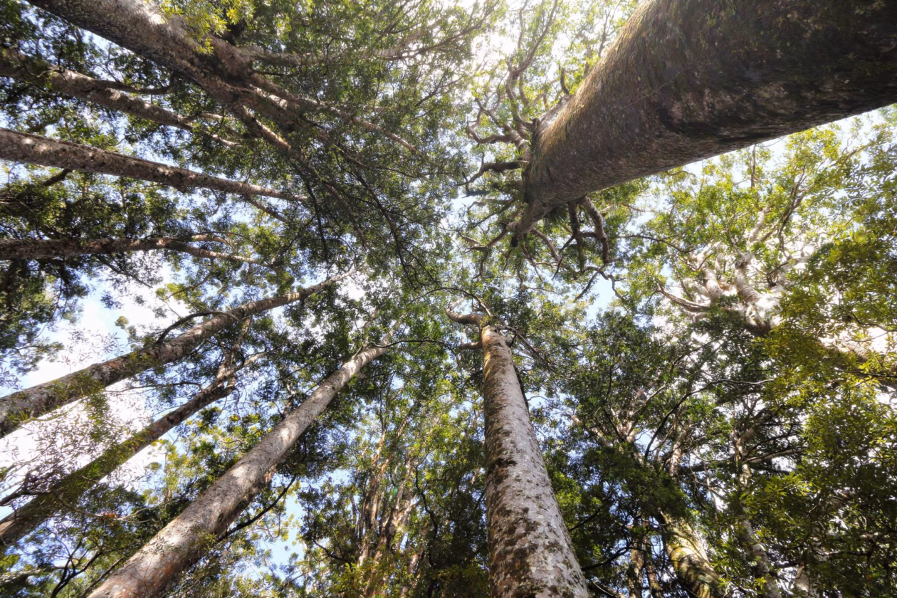 Sustainability Thundergrid woods forest carbon footprint